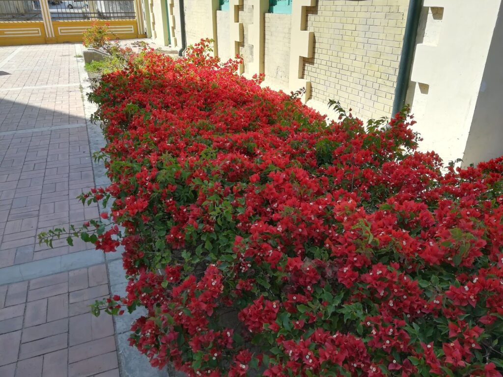 Flower arrangements prepared in Barrio Abajo