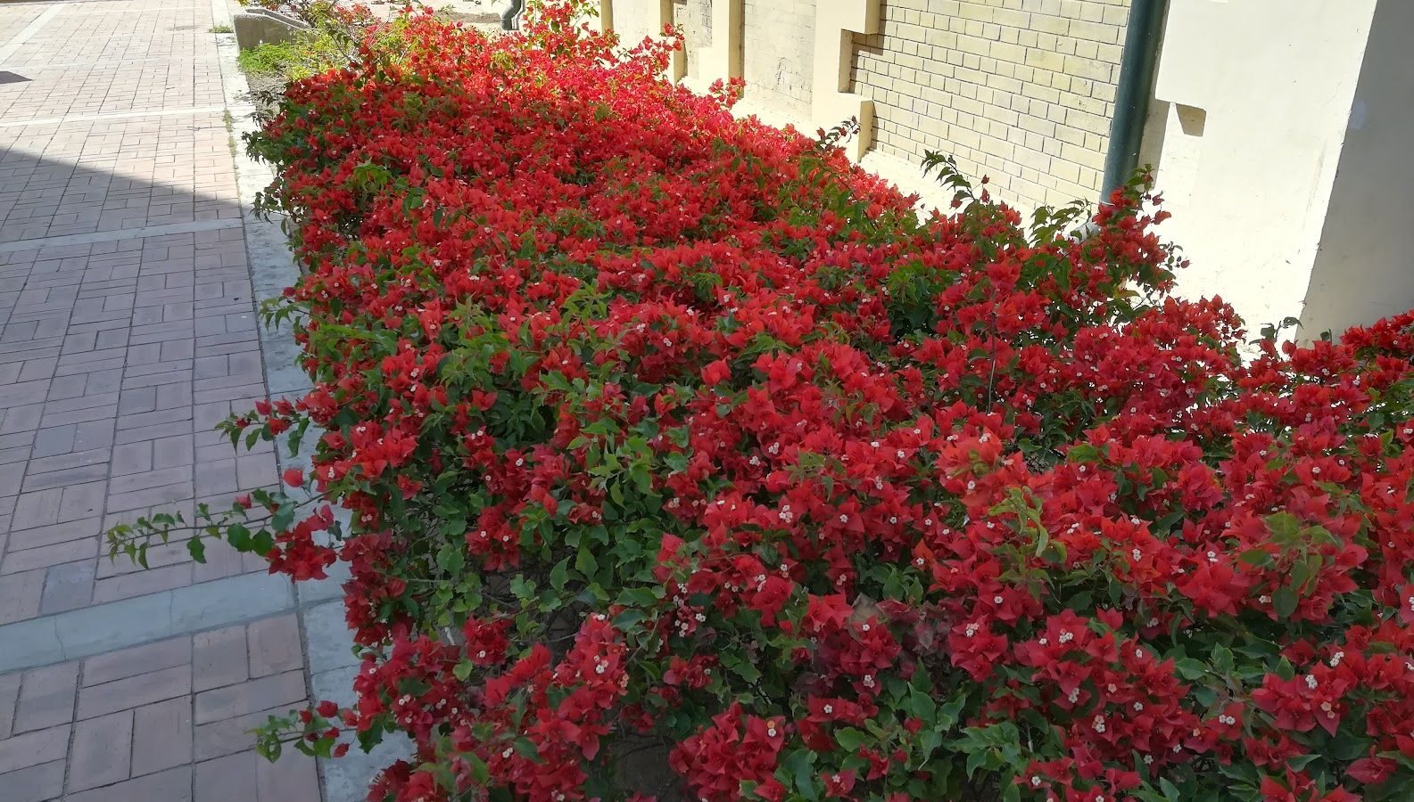 How to Apply for Colombian Citizenship (2026 Guide)