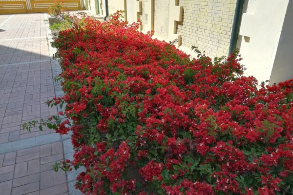 How to Apply for Colombian Citizenship (2026 Guide)