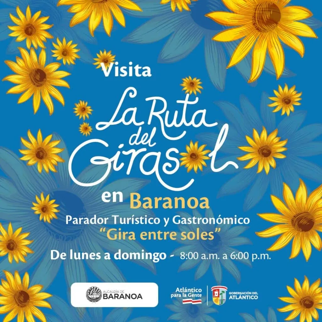 Sunflower field on La Ruta del Girasol, Galapa-Baranoa road