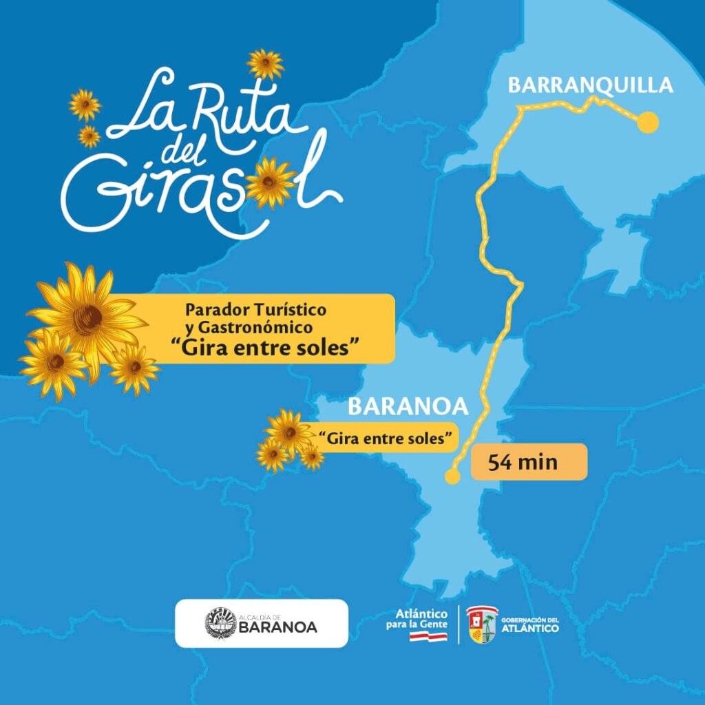 Visitors walking through the Ruta del Girasol sunflower plantation