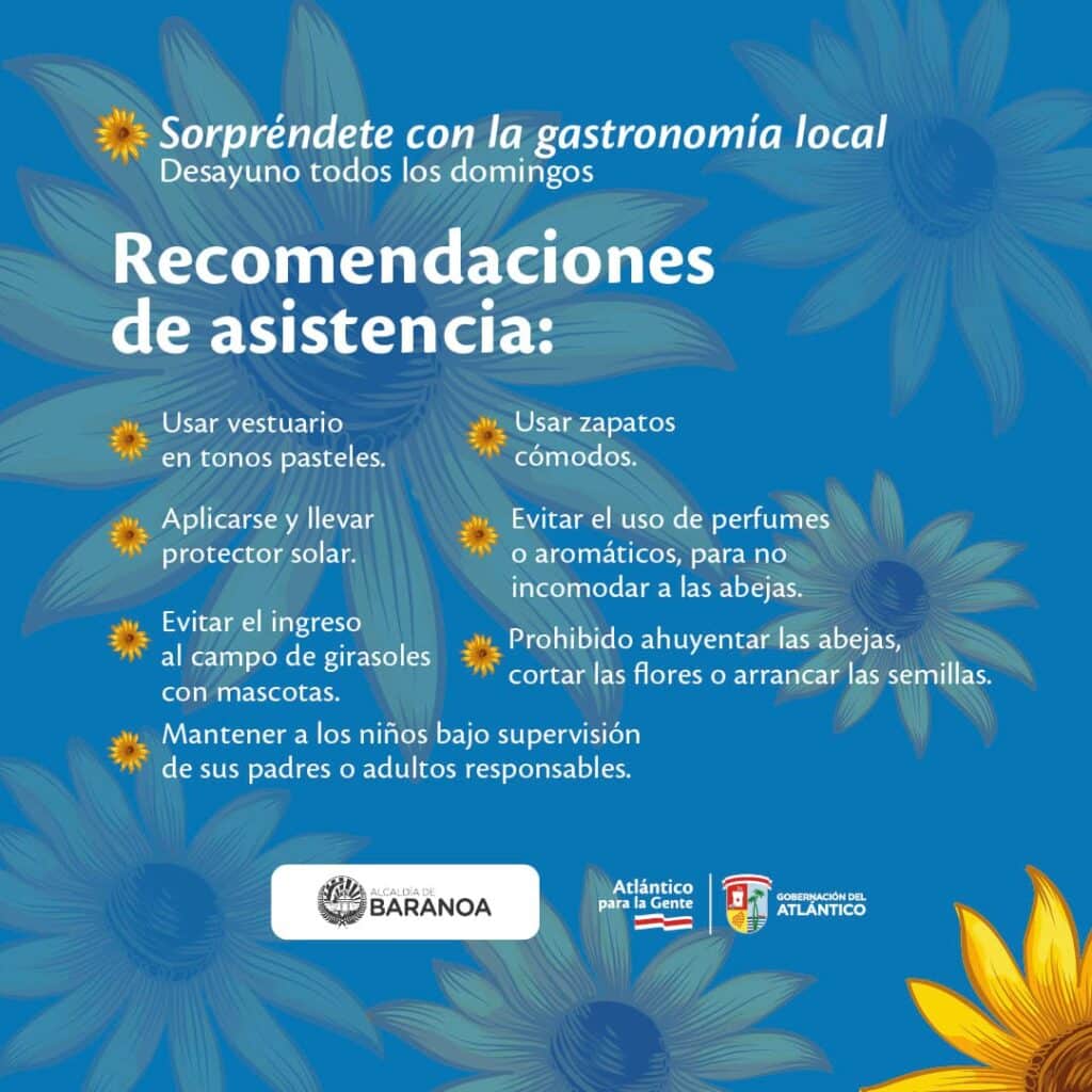 Aerial-angle view of the sunflower fields near Baranoa